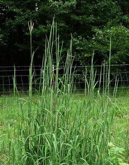 {Andropogon gerardii}